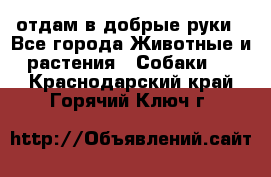 отдам в добрые руки - Все города Животные и растения » Собаки   . Краснодарский край,Горячий Ключ г.